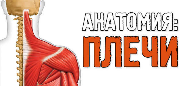Анатомия: ПЛЕЧИ. На пути к огромным дельтам!
