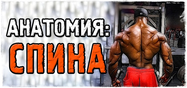 Анатомия: СПИНА
