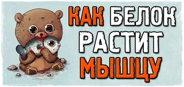 Как белок помогает растить мышцу