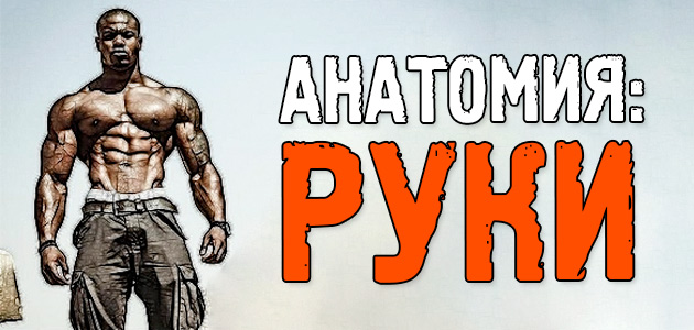 Анатомия: руки