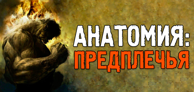 Мышцы предплечья: АНАТОМИЯ