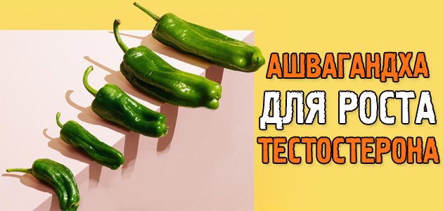 Ашвагандха — мощное средство для роста тестостерона