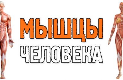 Мышцы человека: анатомия, функции и их строение в картинках