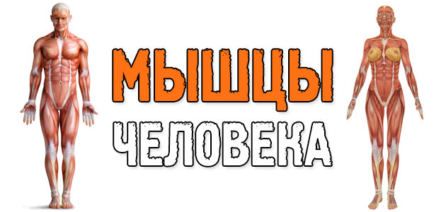 Мышцы человека: анатомия, функции и их строение в картинках