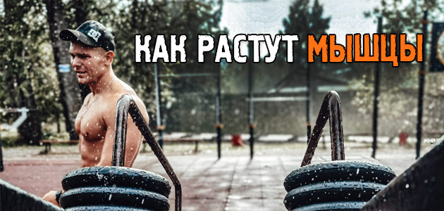Как растут мышцы: несколько вещей, о которых мало кто знает